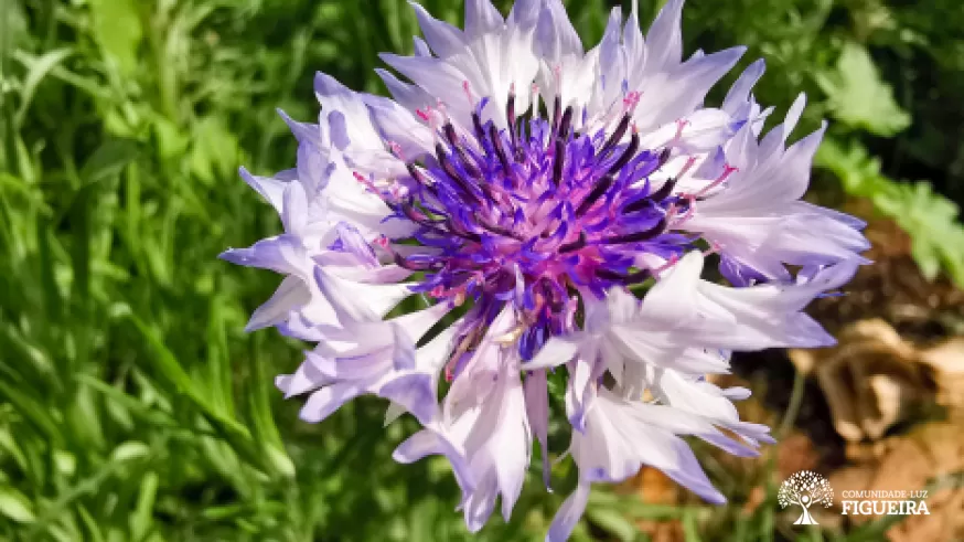 La relación con las flores en la Comunidad-Luz Figueira

