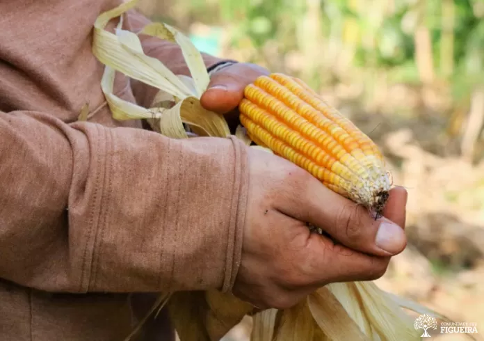Alimentação